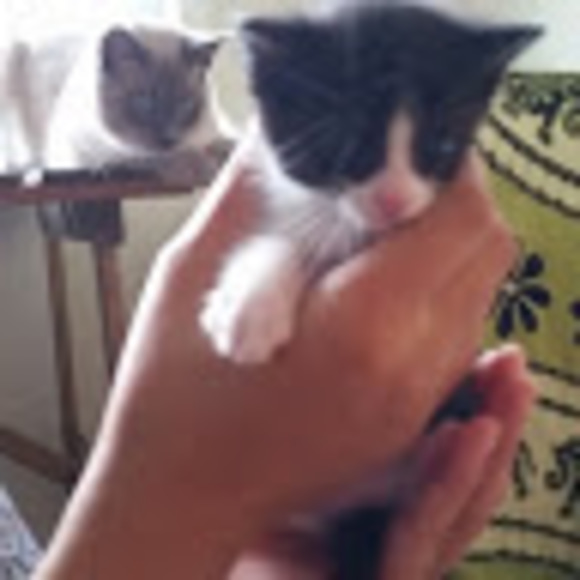 Meet your Posher, Sun cycles - Picture 1 of 1